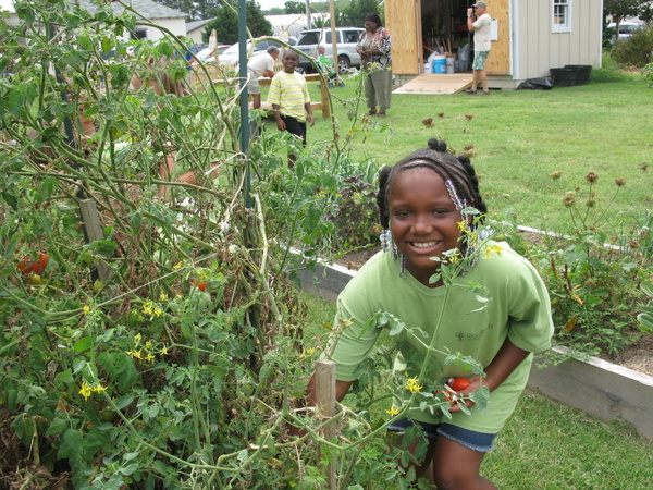 Where would these tomatoes be without worms? Kaylen Fitchett picks tomatoes during last year's harvest of New Youth Roots Garden on Randolph Avenue and Fig Street. (Wave photo)