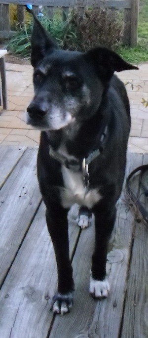 "Lucky" -- also affectionately known as "Mayor of Cape Charles."