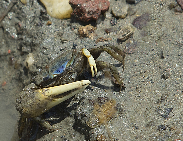 Male Marsh Fiddler Crab, Mudflats of Red Bank (Photo by Sher Horosko)