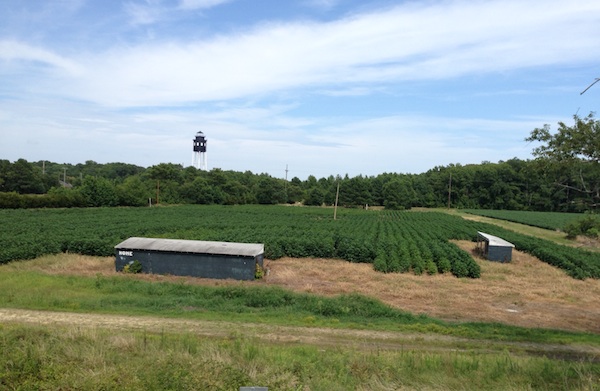Cape Charles' only softball field -- but today's youth just don't seem to "cotton" to it.  (Wave photo)