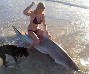 In encounters with sharks, humans usually come out on top. (Sunshine Coast Daily photo)
