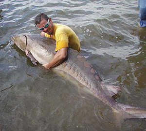 One of the first sturgeon caught in the James River in decades, this specimen measured over 7 feet long and weighed 300 pounds. (Photo: Virginia Commonwealth University)