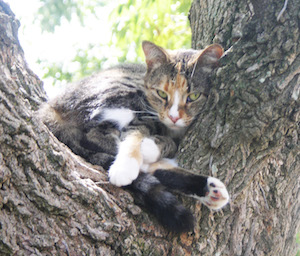 This rescue cat, "Tiger Lilly," is happily still in the land of the living.