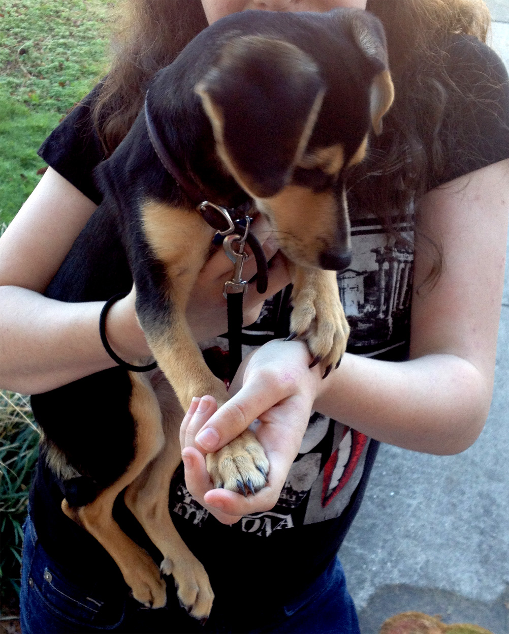 lostdog