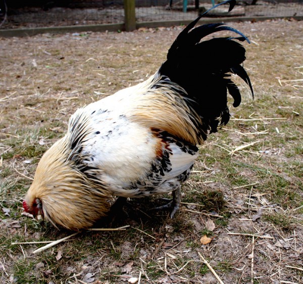 Bisquet the chicken -- one of Ms. Davis's favorites. (Wave photo)