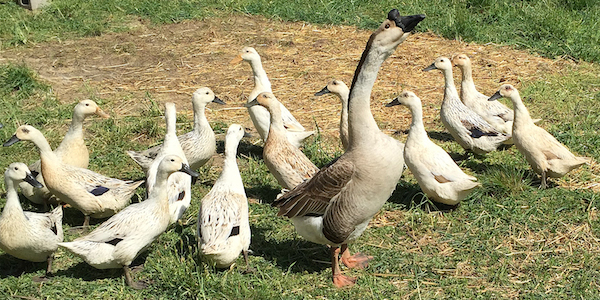 Guard Goose