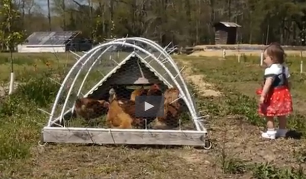 Click above, then click again on the next image, and then fast-forward the media bar to 13:00 to watch the 7-minute video of Jay Ford and his Shine and Rise Farm.