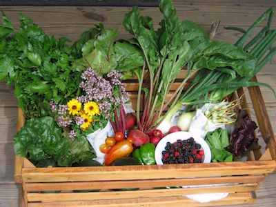 Late June basket from Copper Cricket Farm. (Photos: Karen Gay)